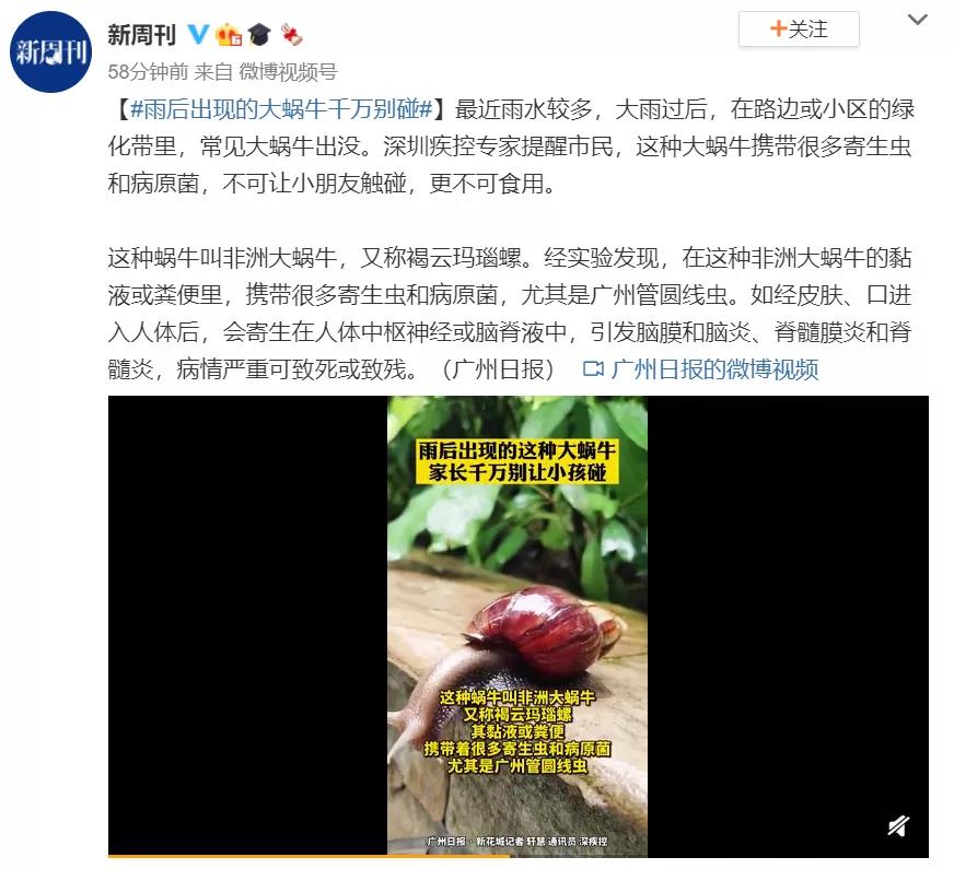 雨后出现的大蜗牛，图片来源微博