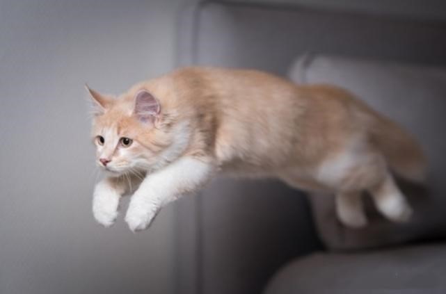 猫咪狗狗突然疯跑的原因 你知道吗