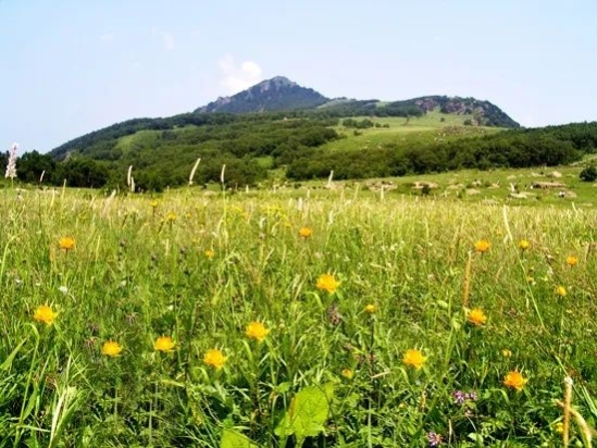 百花草甸丨图片来源：百花山官方