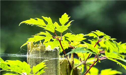 百花山葡萄