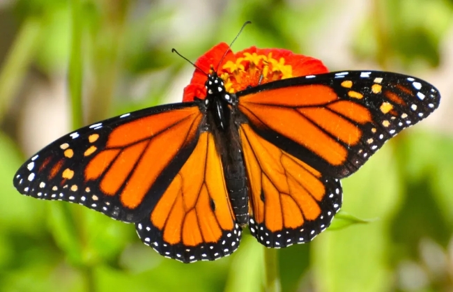 帝王蝶,即黑脉金斑蝶(danaus plexippus),是世界上最具标志性的蝴蝶之