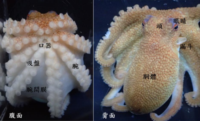 章鱼魔改史古人何时认识这些外星生物的