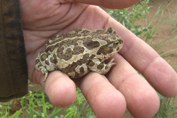 北方最常见的花背蟾蜍,原来长这样!