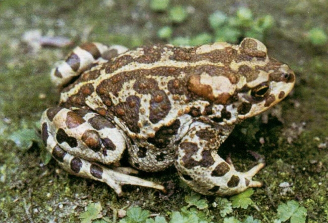 北方最常见的花背蟾蜍原来长这样