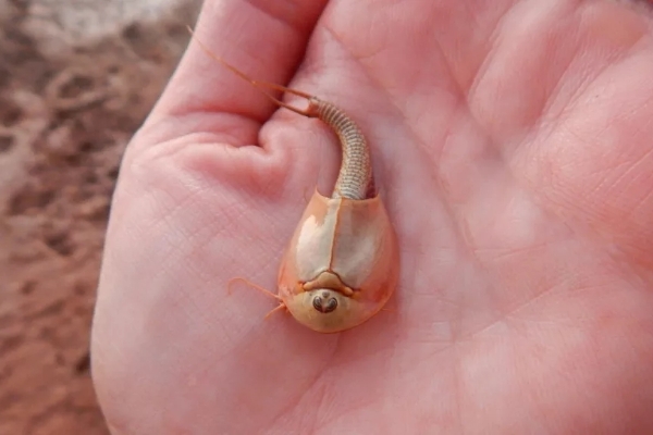 三只眼睛的"恐龙虾",你认识吗?