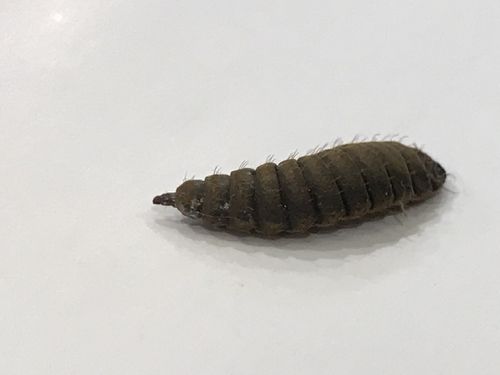 士兵黑蝇幼虫体内的大概三分之一为脂肪,几乎一半为蛋白质.