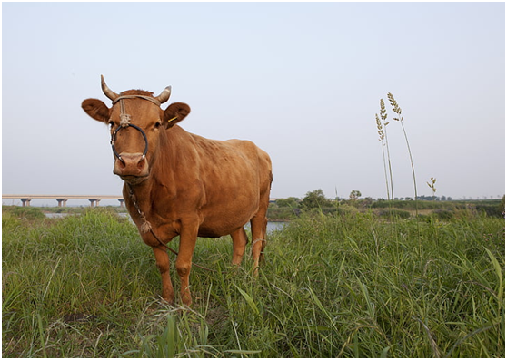 蝌蚪五线谱 - 专注做权威,有趣,贴近生活的互联网科学传播