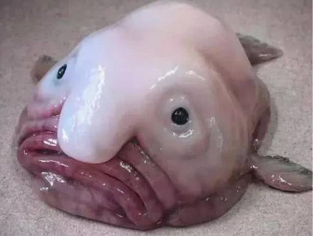 深海里的烈焰红唇还有腿请问你还是鱼吗