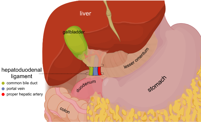 1280px-Hepatoduodenal_ligament_EN