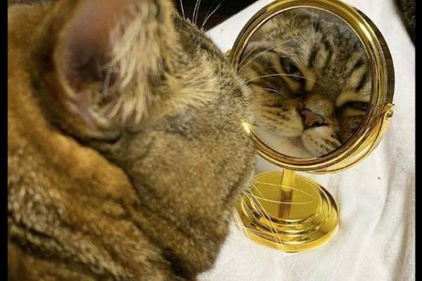 Does Your Cat Know Itself in the Mirror?