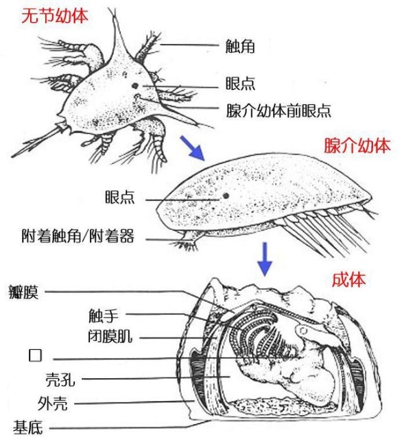 上的藤壶,其实是它成年后的模样,而藤壶在"童年期",也就是幼虫阶段,便