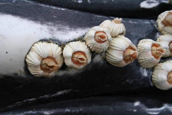 “Psoriasis” in the Ocean: Barnacles