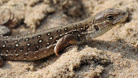 北京郊区的草丛精灵丽斑麻蜥