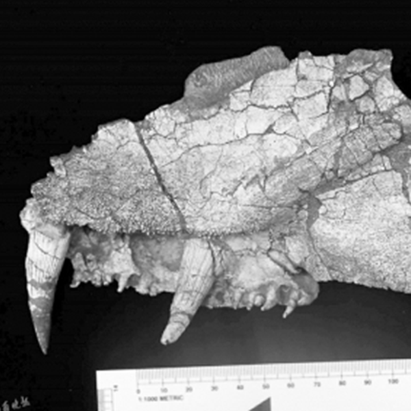 始椎类最“长寿”化石刷新认知 灭绝时间比现有记录晚3000万年