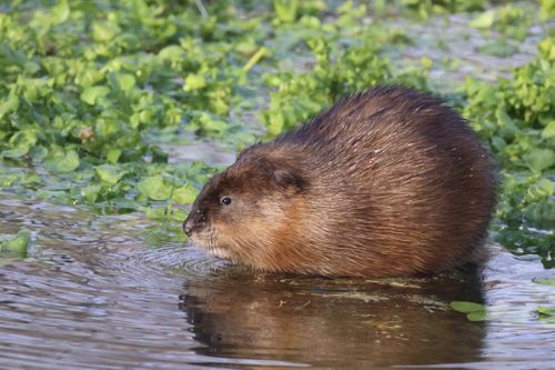 在北京湿地出没的水耗子,老家竟然在美国