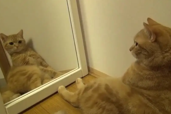 你家猫主子认识镜子里的自己吗？