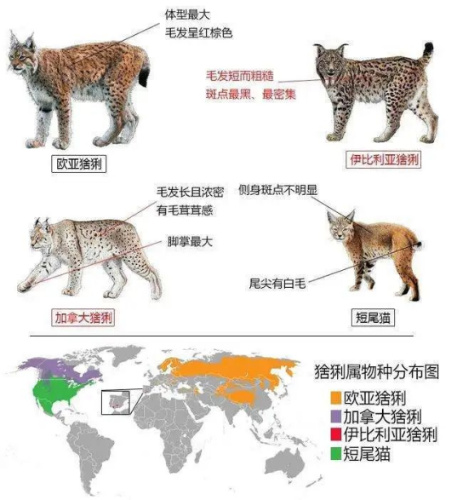 蝌蚪五线谱 - 专注做权威、有趣、贴近生活的互联网科学传播