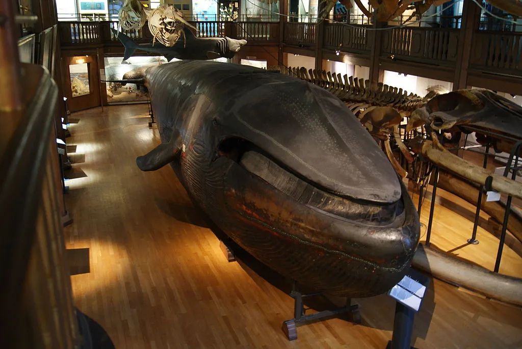 他把巨大的鲸鱼剥皮做成标本，还在鱼肚子里造了个客厅