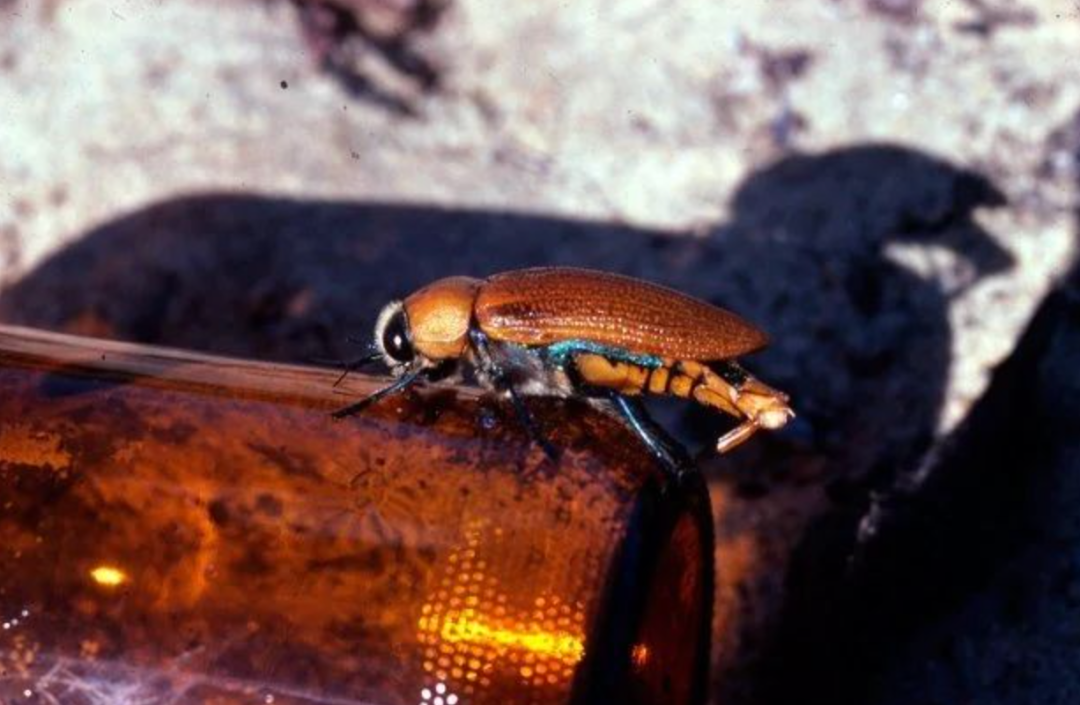 雄甲虫们沉迷和啤酒瓶交配，甚至无视雌甲虫了…