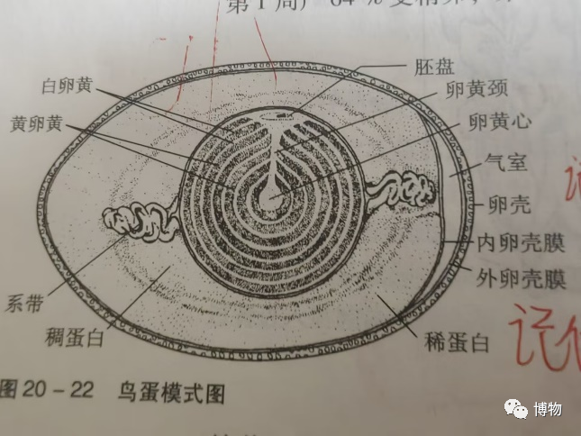 蝌蚪五线谱 - 专注做权威、有趣、贴近生活的互联网科学传播