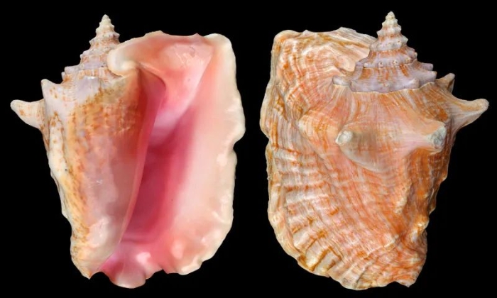 五线谱-北京科学传播融媒体平台>资源服务平台>少年探索>女王凤凰螺