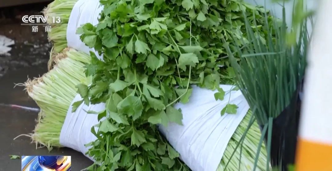从"怪味"到"宝藏"？芹菜的逆袭之路