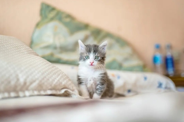 “世界破破烂烂，小猫缝缝补补”