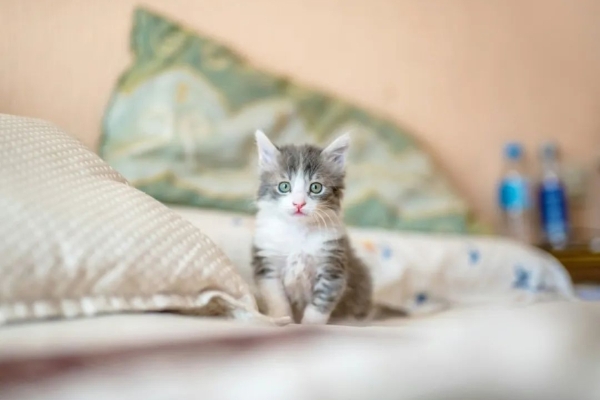 是我们在驯猫，还是猫在驯我们？