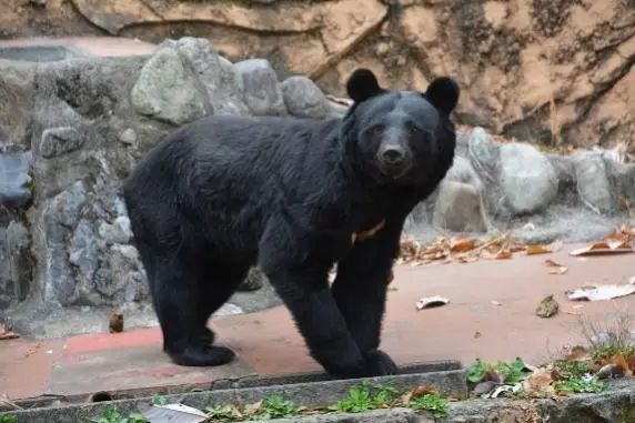 亚洲黑熊是如何“打”下这天下的呢？
