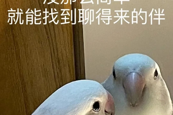 鹦鹉cos孔雀！这是要求偶了吗