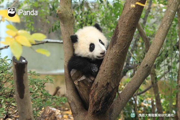 一夜之间姐弟变姐妹！究竟发生了什么？？