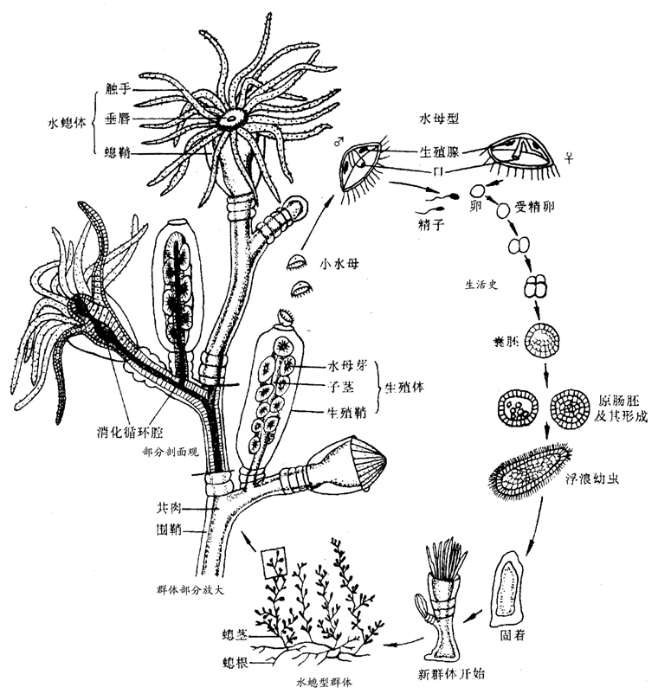 近乎永生的它,每次吃东西会撕出一个嘴巴.