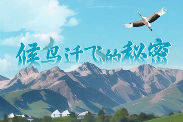 手绘长图 | 候鸟迁飞的秘密