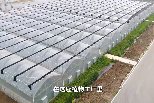 给秧苗“吃小灶”：植物工厂水稻育种加速器