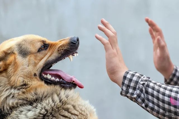 夏季高发！这种病致死率几乎100%！预防手段只有一种…