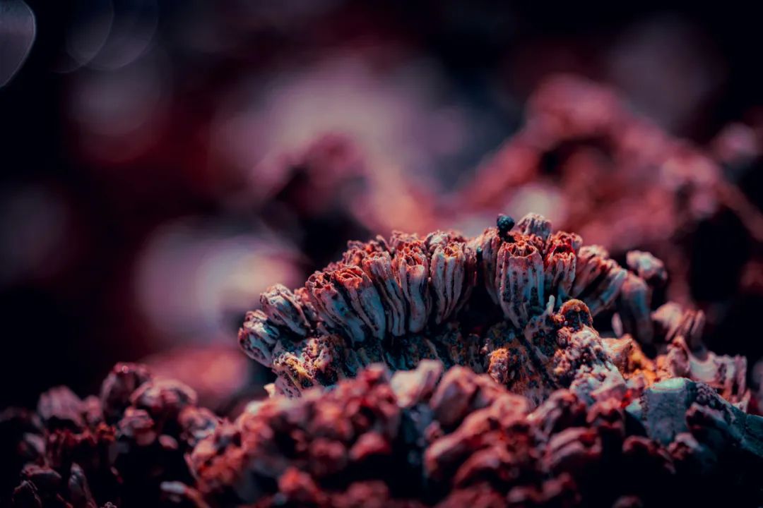 这种“地狱美食”不仅能吃，还能救人的命？科学家都跟它学！