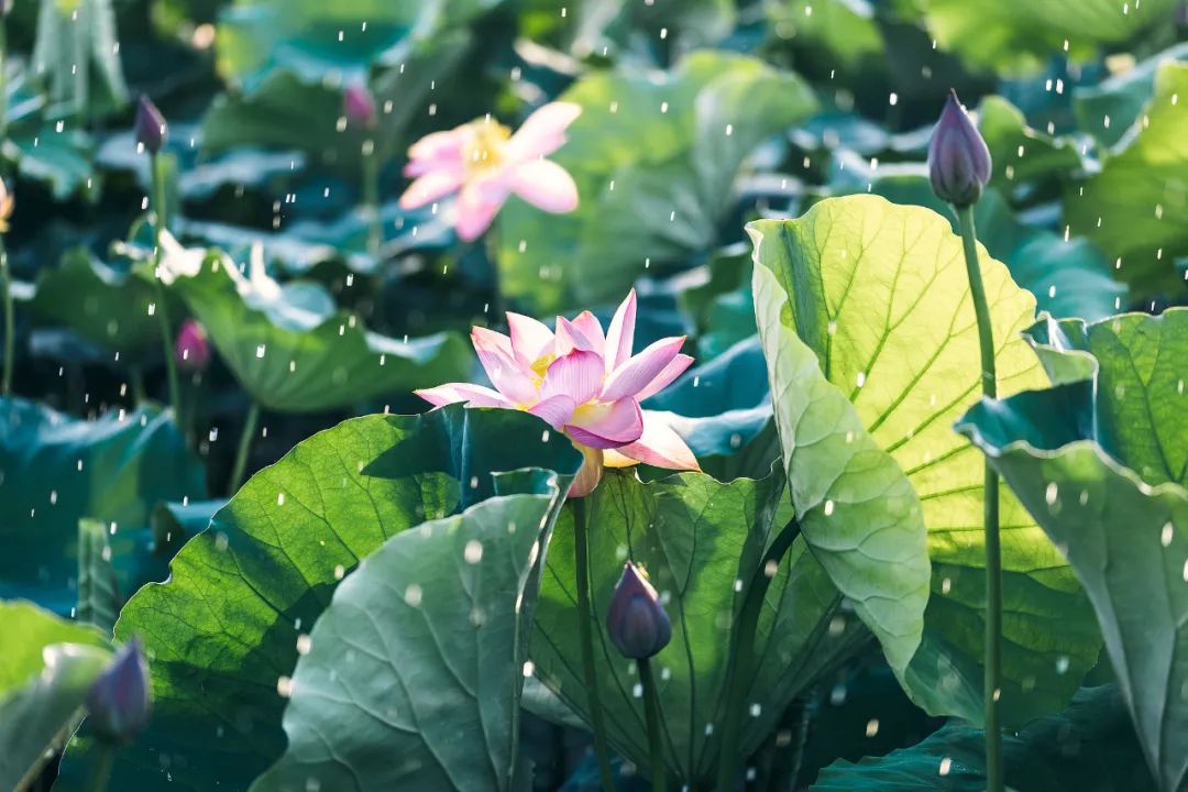 小满 | 小满到，万物盈而未满，最宜养心养身