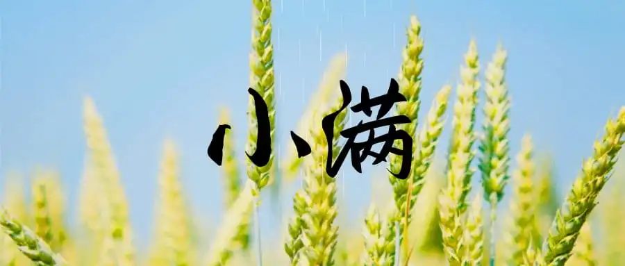 今日小满 | 枇杷黄后杨梅紫，正是农家小满天