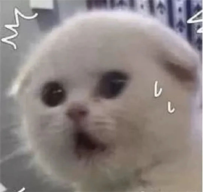 猫猫表情包 折耳小猫震惊 - 高清图片，堆糖，美图壁纸兴趣社区