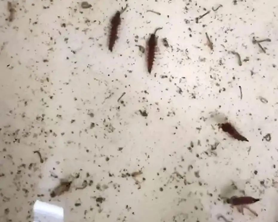 华丽巨蚊幼虫吃  来源：央视网.jpg