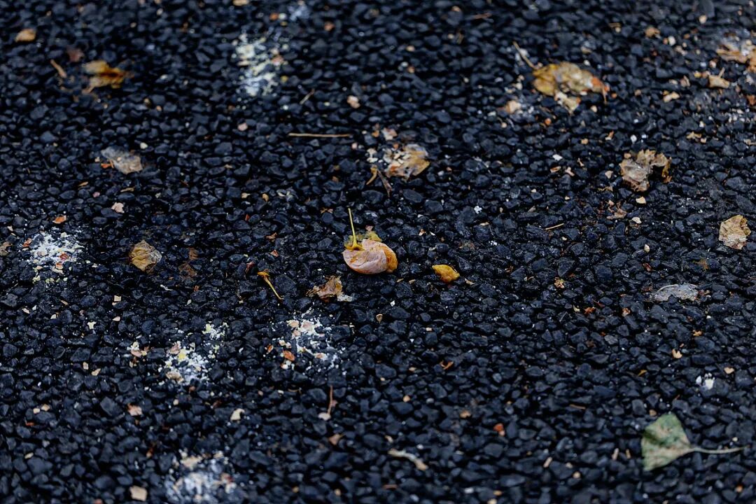 它在地球上孤独活了两亿七千万年，落下的果子劝你别踩