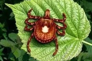 他身体健康，吃了个汉堡，几个小时后死了