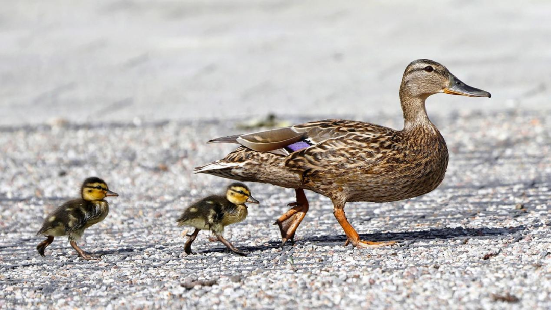 街头的小鸭子，为何将少年认作妈妈？