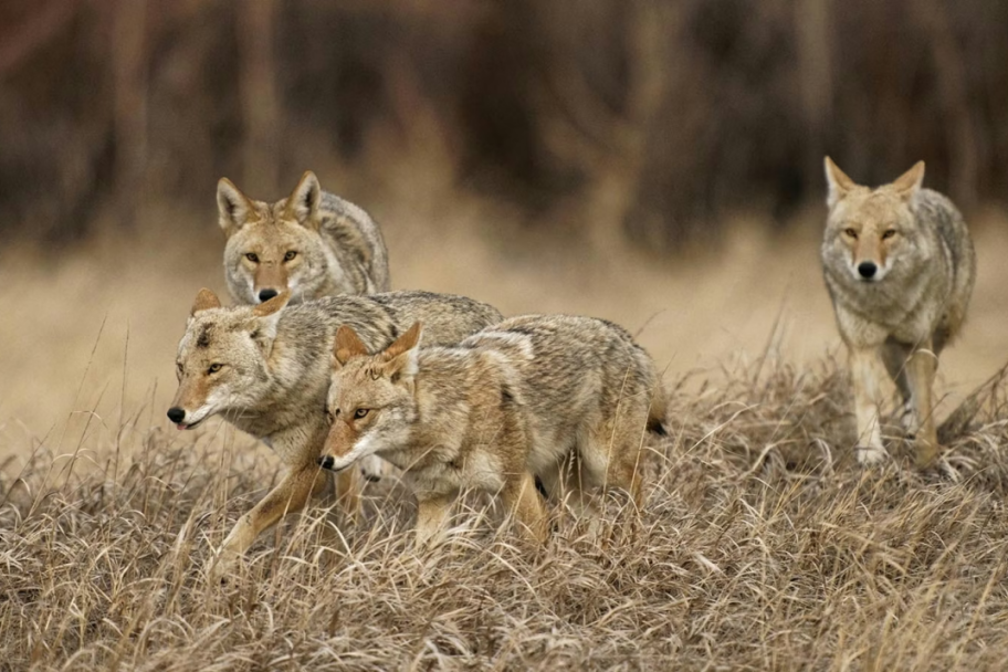 全网声讨的“狼皮”，可能从一开始就骂错了？