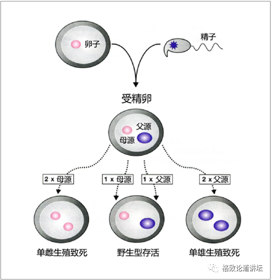 爸妈的基因谁对你影响更大？关键看他们留在你体内的印记