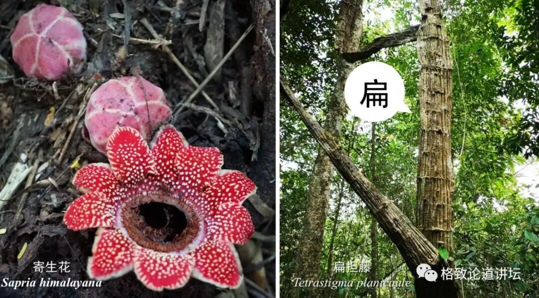 我摘下了这个馋人的粉色小果想尝尝，结果剥到一半手就肿了