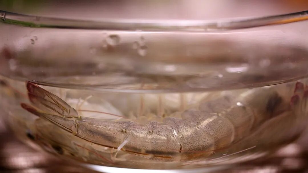 活虾里的“神秘白线”是寄生虫？真相：那东西比你想的更安全！