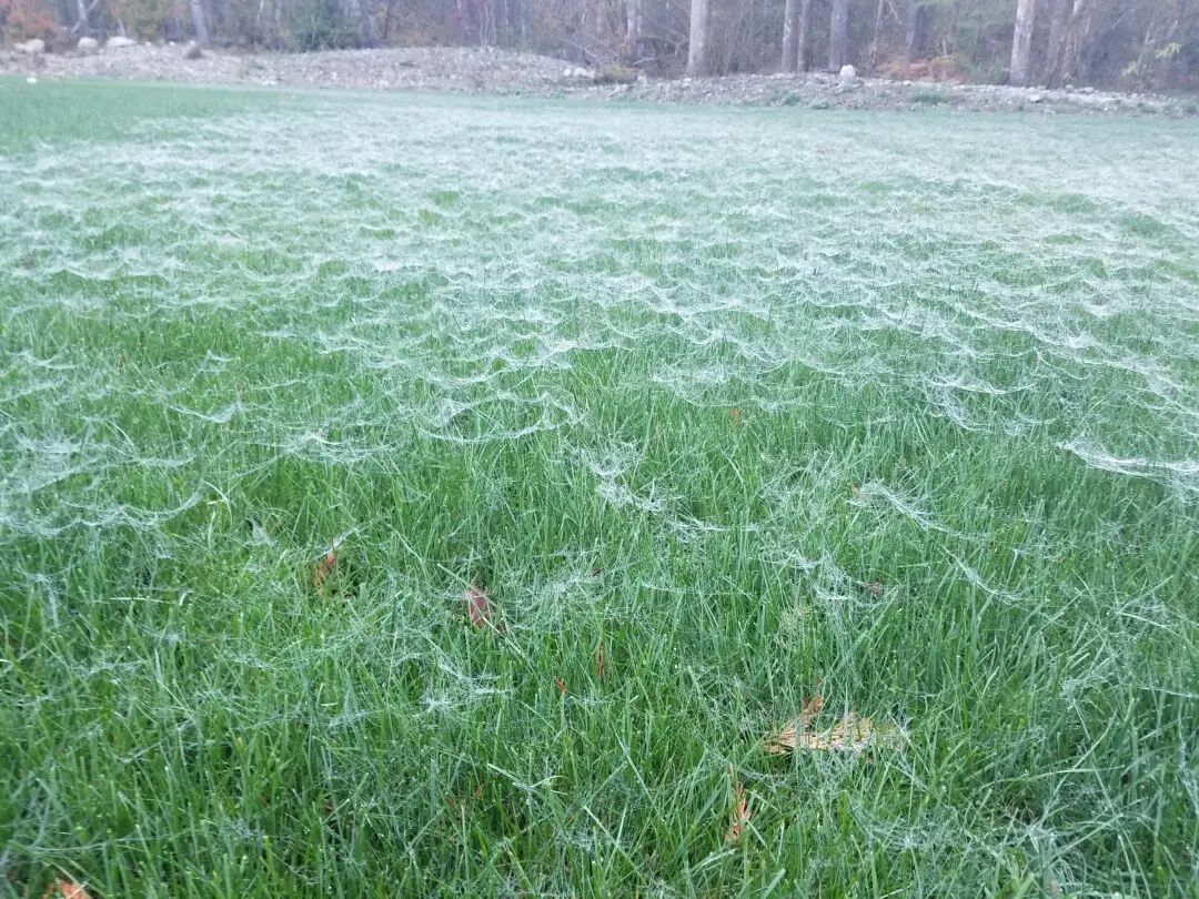 “薄纱床单”莫名出现在院子里，房主被吓到差点心脏病发作