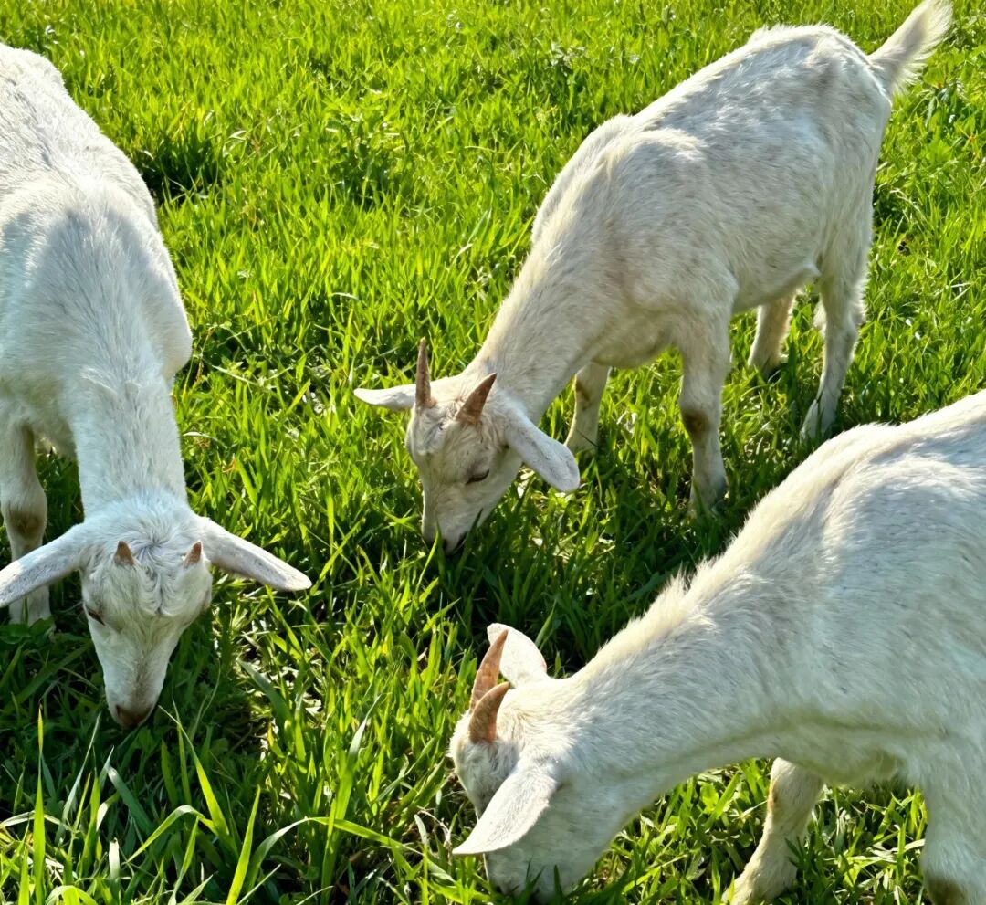 “高端奶”更有营养？专家：基础营养无高低，活性成分有不同！关键看你的口味和需求↓