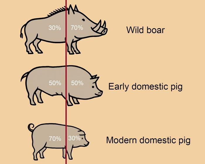 纳米塑料通过菌群影响肠道健康；家猪最早约8000年前由华南野猪驯化而来 | 环球科学要闻